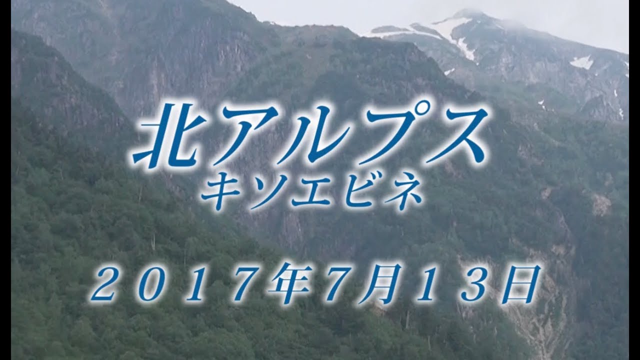 145 北アルプス 奥飛騨7月 2017年7月13日 - 生物多様性体験保全センター 高山植物を主とした野生植物の映像集