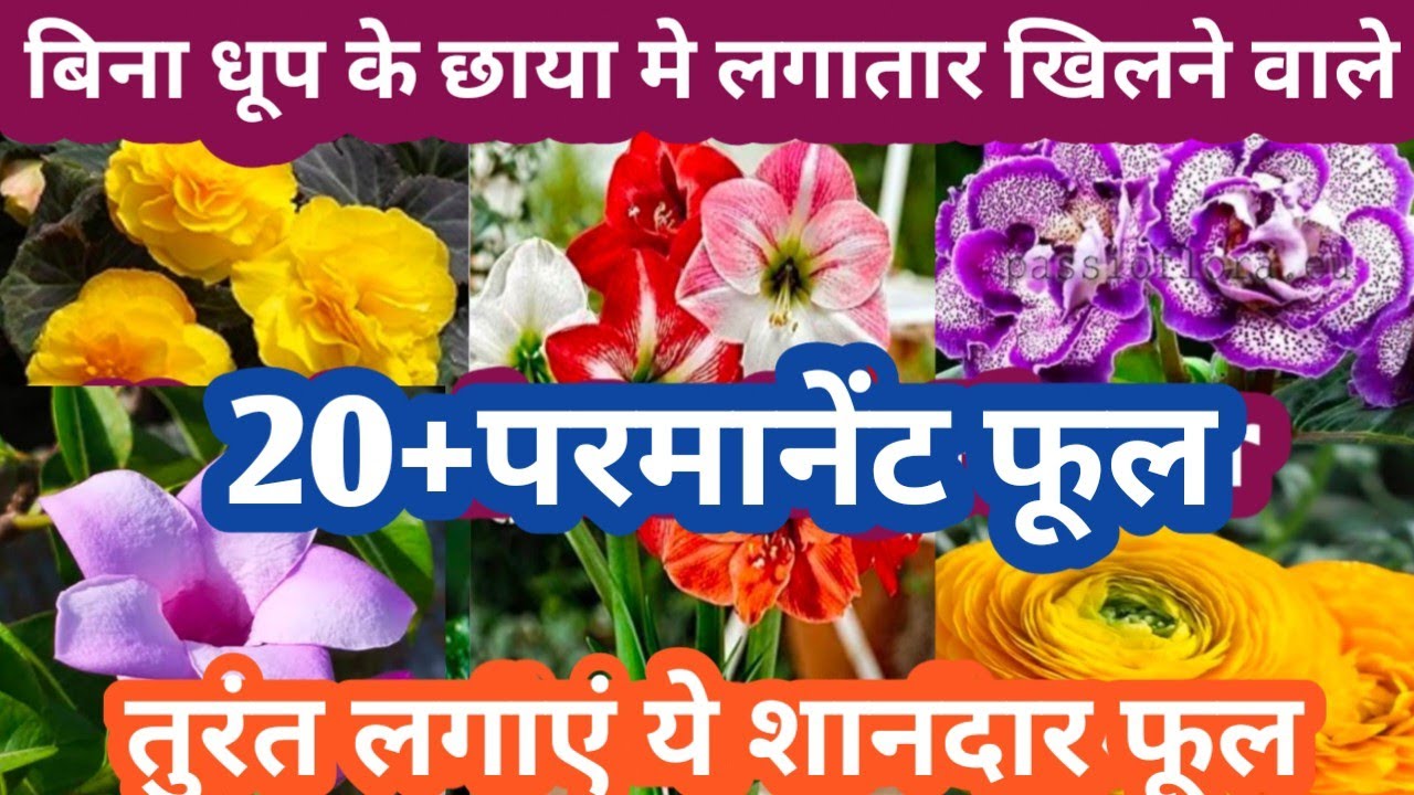 August/September मंथ मे लगाएं छाया मे चलने वाले 30+परमानेंट फूल Parmanent Flowering Plant 