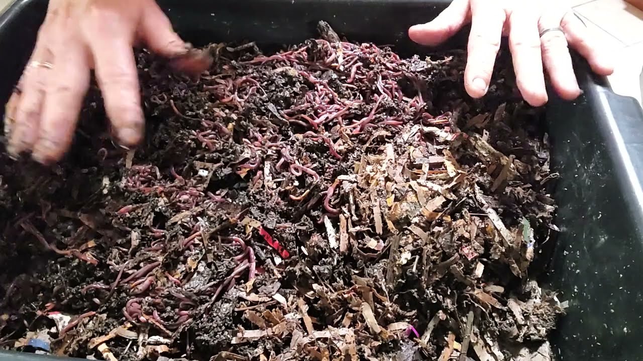 Adding Pure Red Wigglers to a New Worm Bin – Watch Them Settle In!