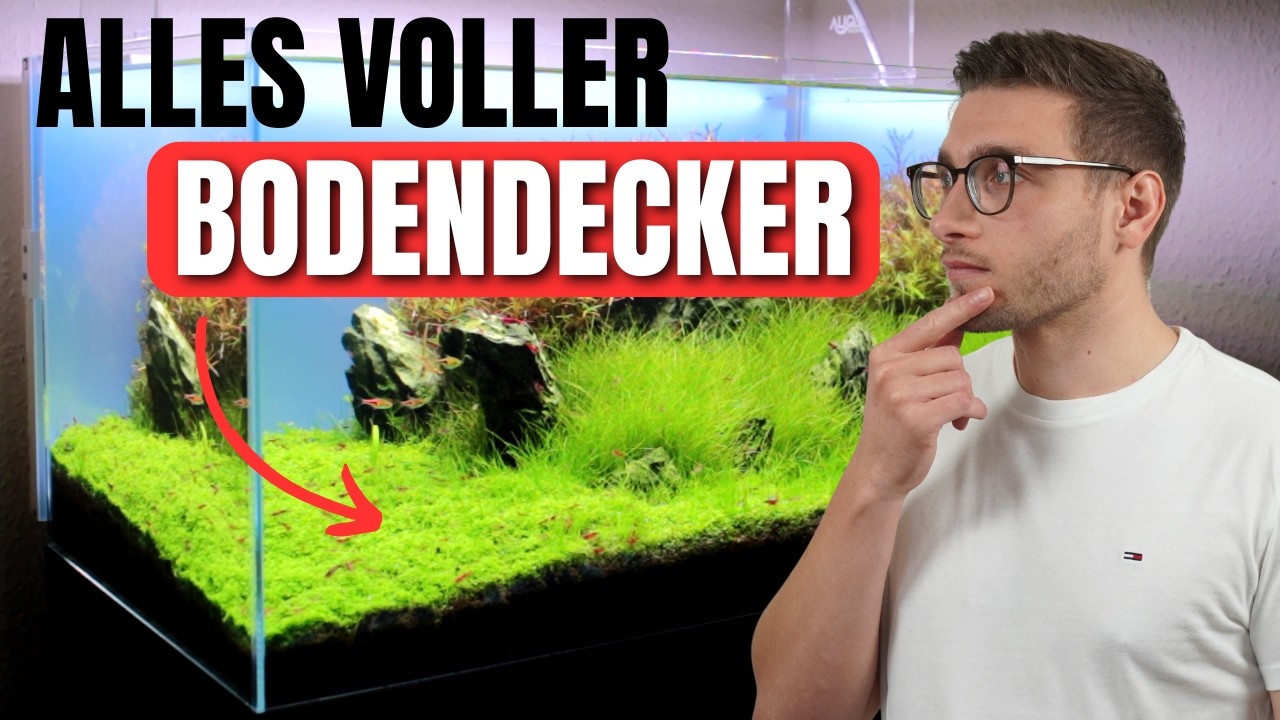 Bodendecker im Aquarium: Meine 5 schönsten Vordergrundpflanzen!