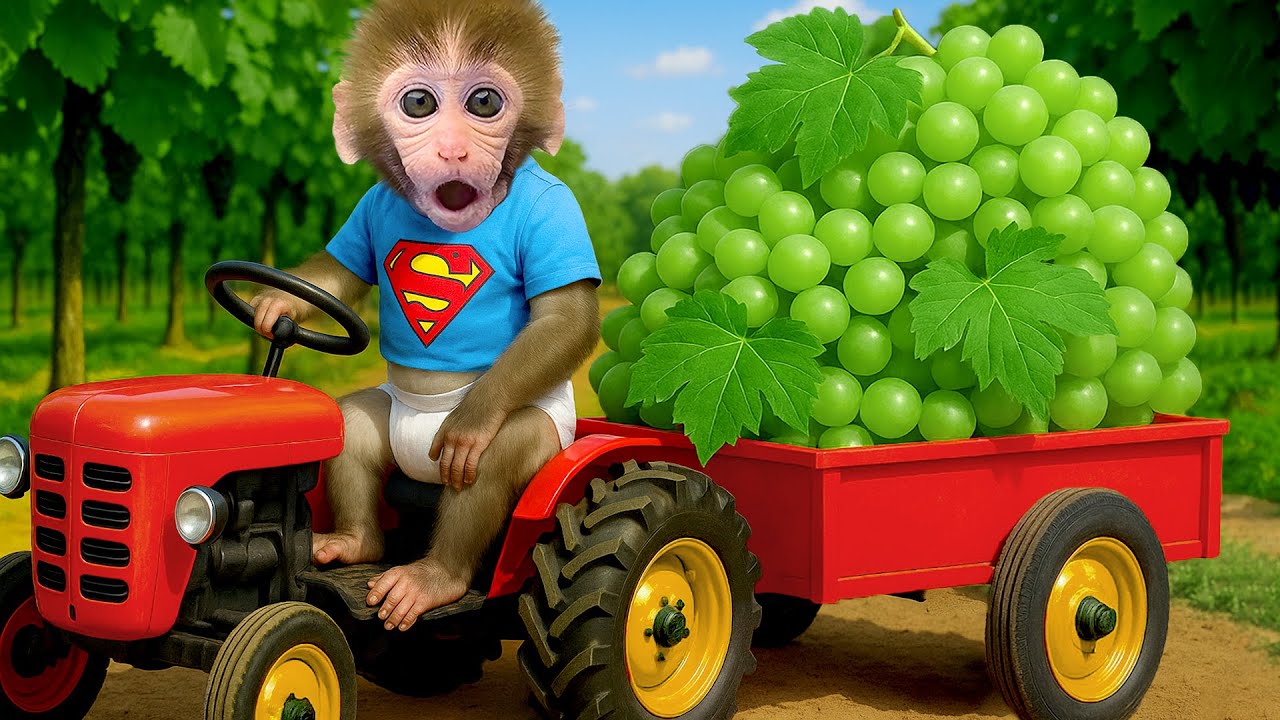 Bebé MONO BONBON conduce tractor para cosechar uvas y cuidar a su hermanito - Mono Superman ESP