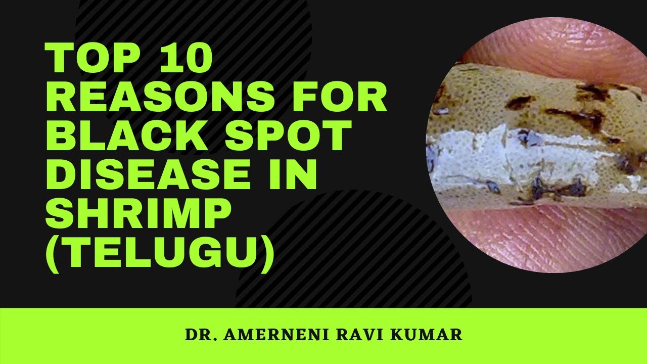 Black spot disease in shrimp (Telugu)