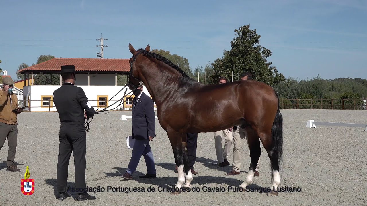 201017 8 Lutador do Lis - Aprovação de Garanhões