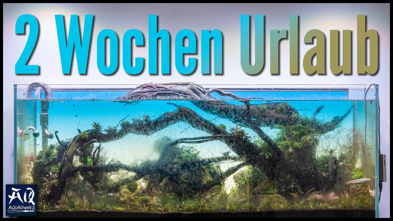 So sehen meine Aquarien nach dem Urlaub aus! | AquaOwner
