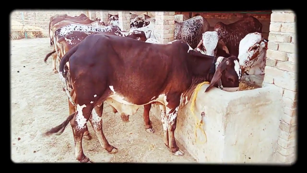 Best dairy form in muzaffargarh South punjab