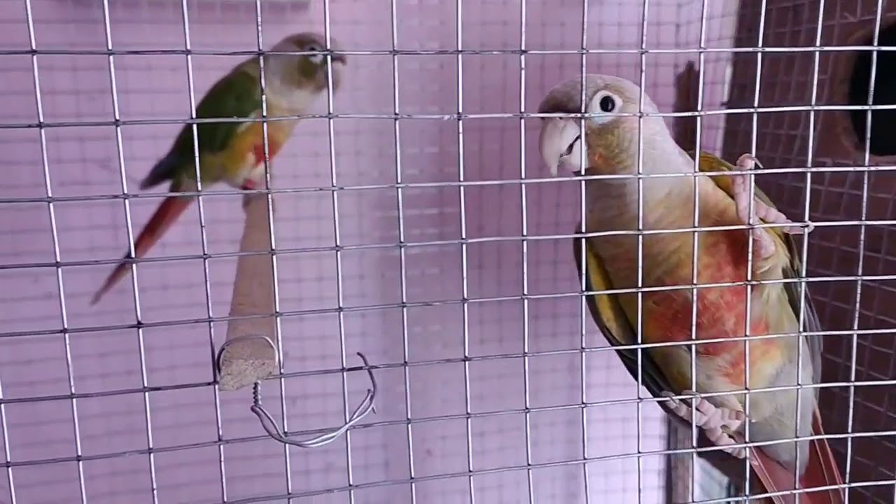 Small conures complete care and breeding tips in Tamil