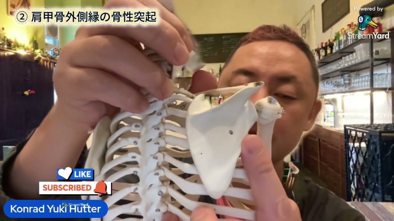 #1 36%の人にある肩甲骨の“三角形の出っ張り”｜140個の骨が教えてくれる身体のリアル