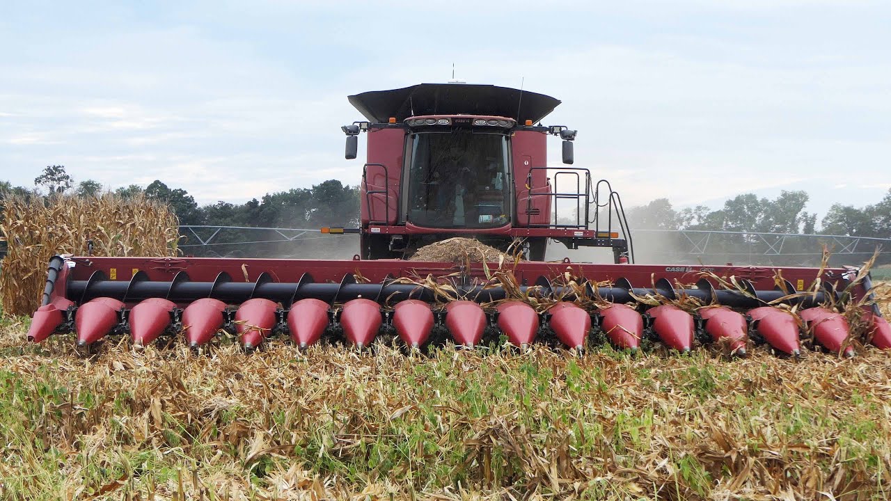 CORN HARVEST 2024 with Case IH 9250 Axial-Flow Combine and 16-Row Corn Head