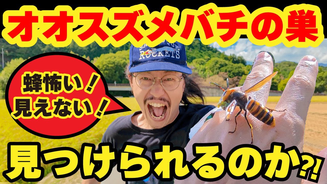 オオスズメバチの巣見つけられるのか⁈【蜂追い】