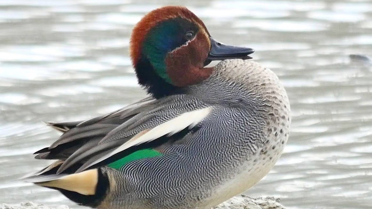Alzavola (Anas crecca) -maschio-