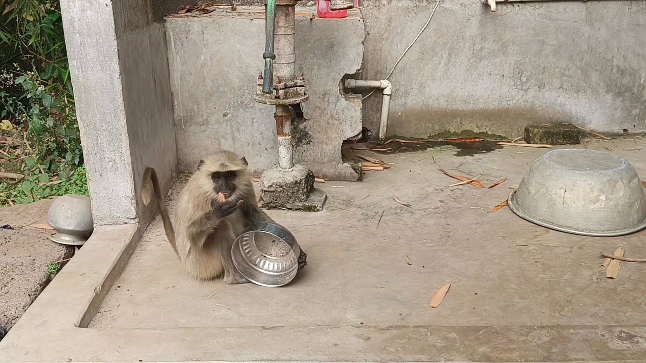 Funny video Monkey baby eating 🍪and🍷🙏🐒