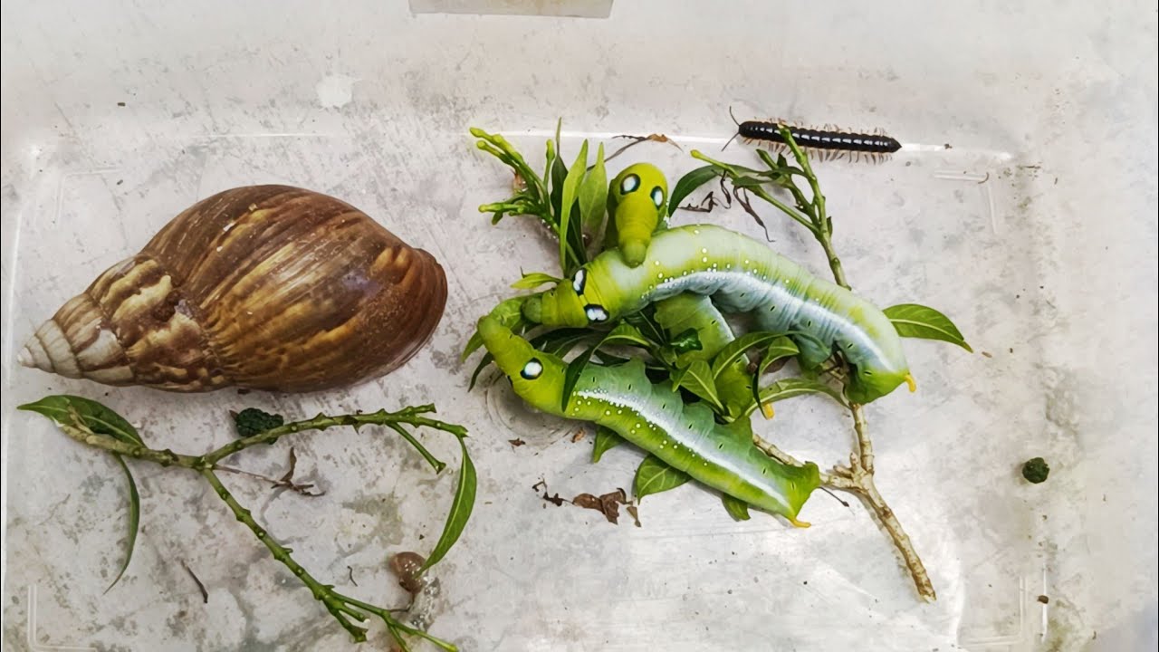 Extraordinary ‼️ catch and release , hunting green Caterpillar, snail and millipede