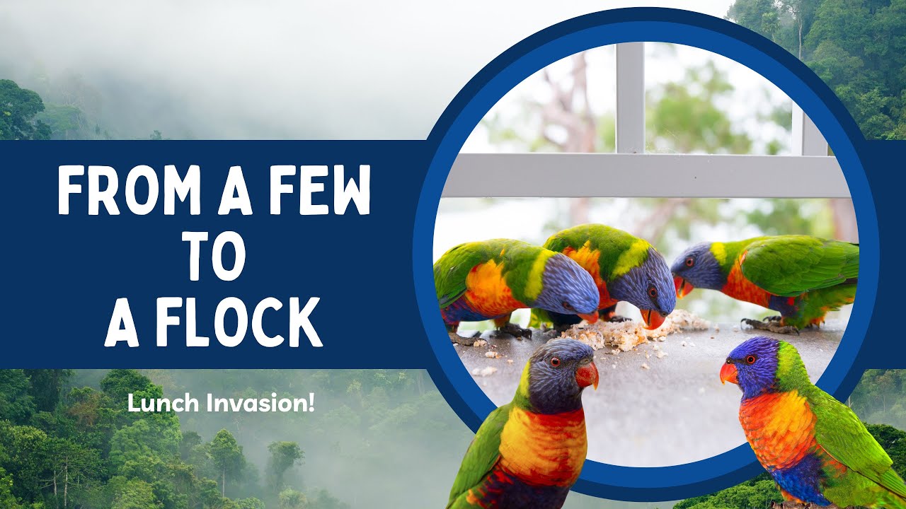 Lorikeets’ Lunchtime Spectacle!