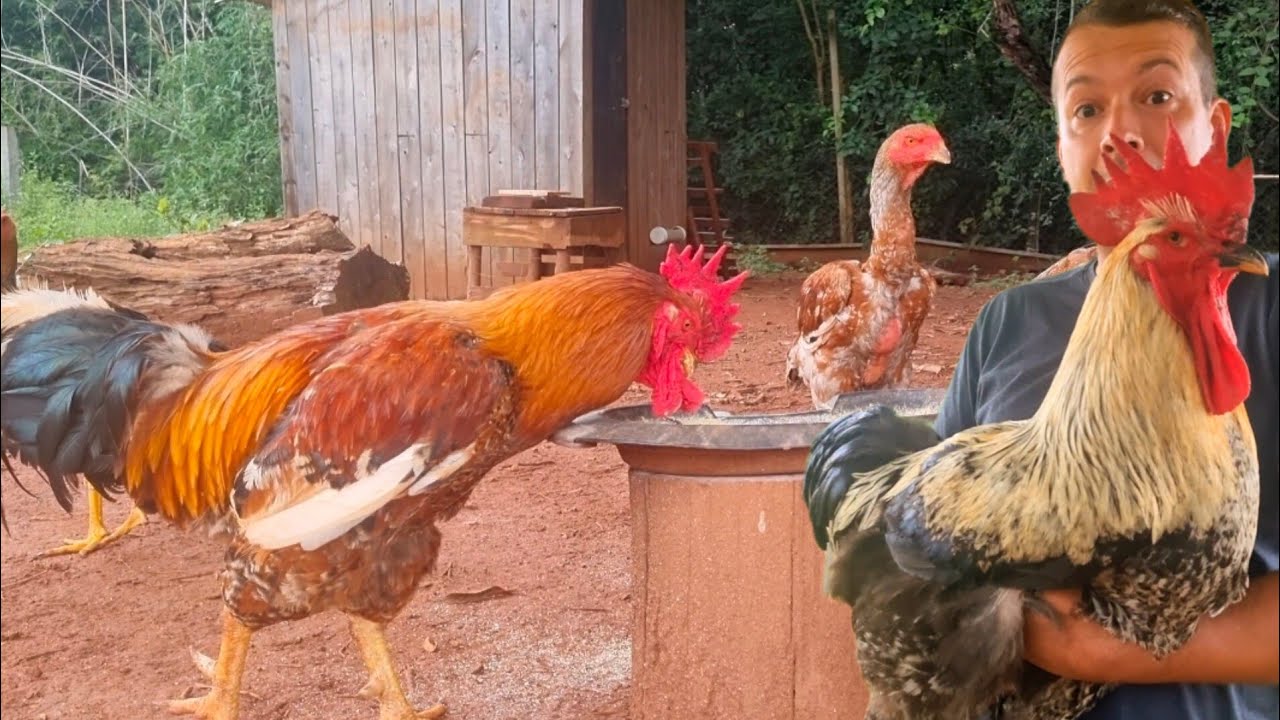FRANGOS GIGANTES COM ALIMENTOS  SIMPLES