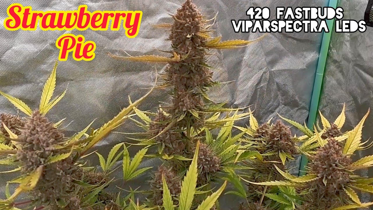 STRAWBERRY PIE AUTOFLOWERS READY TO HARVEST, FASTBUDS, VIPARSPECTRA KS5000 / XS1500 PRO LED