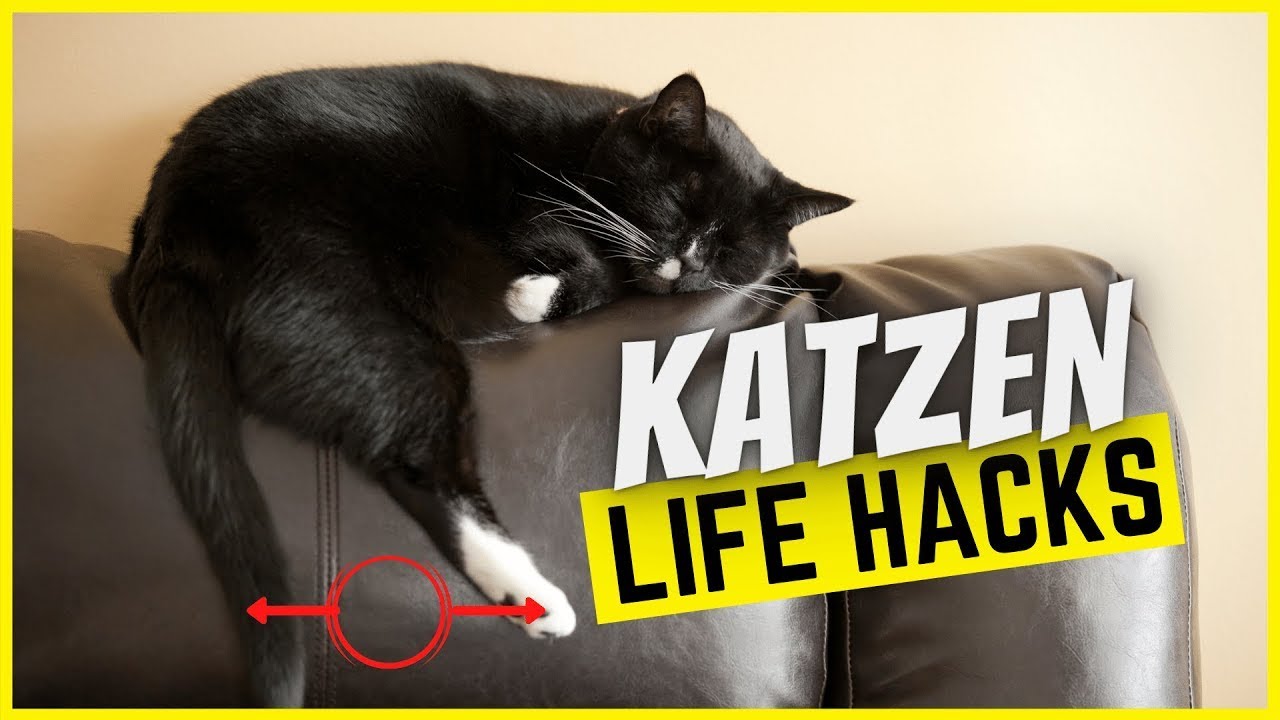 7 geniale Katzen Alltags Tricks, die du sofort anwenden kannst