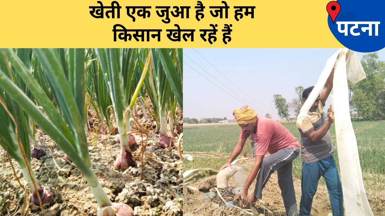 राजधानी पटना में सबसे अधिक होती है प्याज की खेती | KhabarLahariya