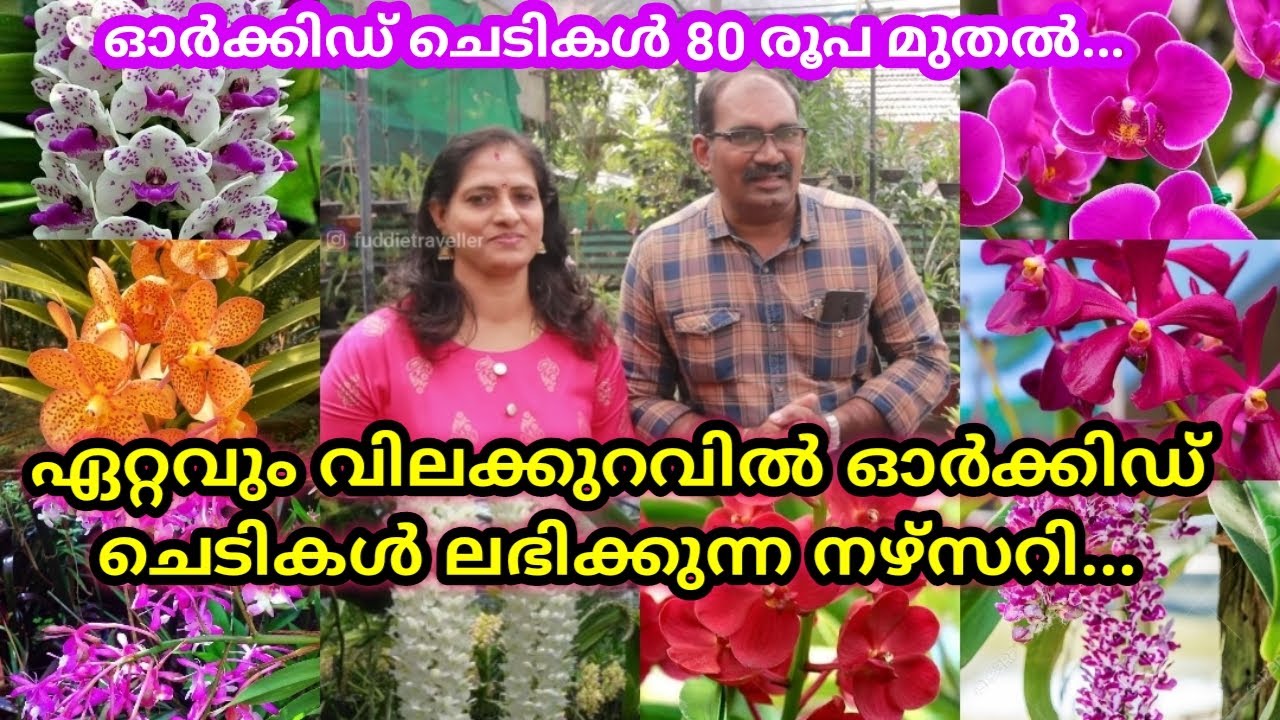 വിലക്കുറവിൽ ഓർക്കിഡ് ചെടികൾ ലഭിക്കുന്ന നഴ്സറി /Orchid with prize #Mohana Orchid