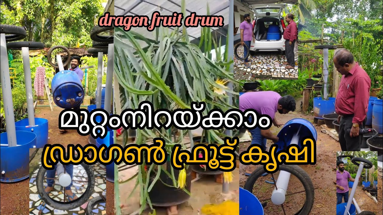 മുറ്റം നിറയും ഡ്രാഗൺ ഫ്രൂട്ട് കൃഷി ചെയ്യാൻ  ഈ പോർട്ട് മതി വളരെ എളുപ്പം Dragon fruit Drum krishi