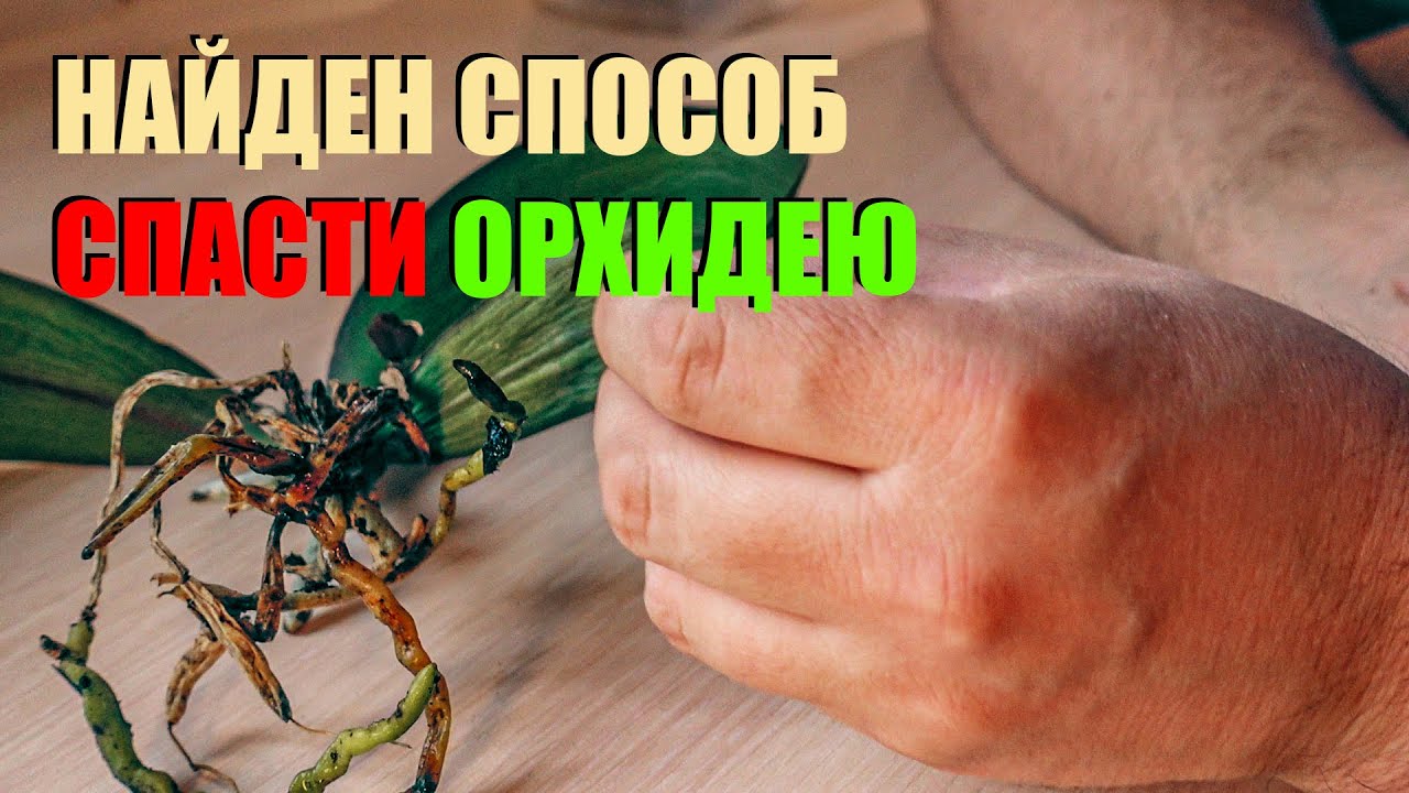 Найден способ спасти орхидею. Стимуляция orchid янтарной и никотиновой кислотой.