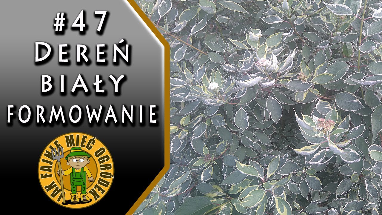#47 Dereń biały (Cornus Alba Elegantissima) - formowanie