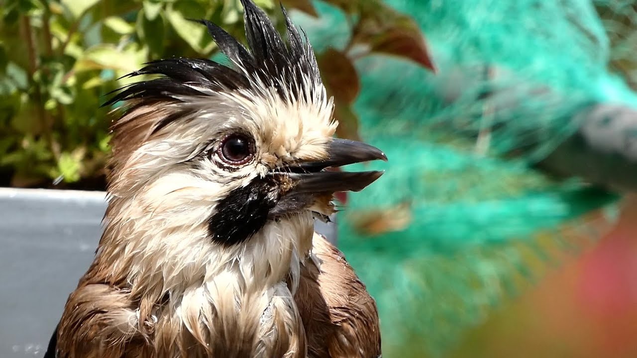 Amazing Jay bath - our backyard birds - עורבני רוחץ - מחזה נפלא של טבע עירוני