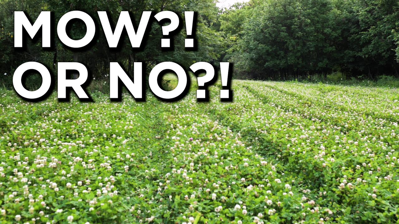 Стоит ли косить клеверные грядки?