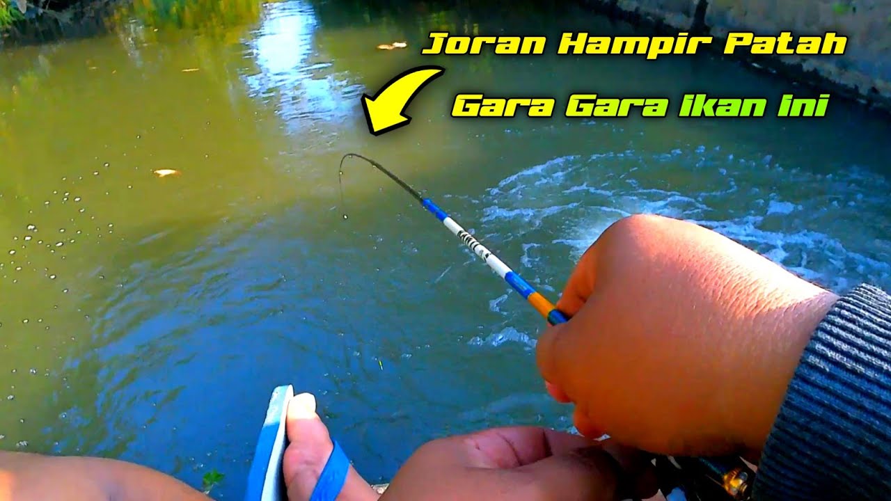 Mancing wader malah di serang ikan ini || was was joran hampir patah