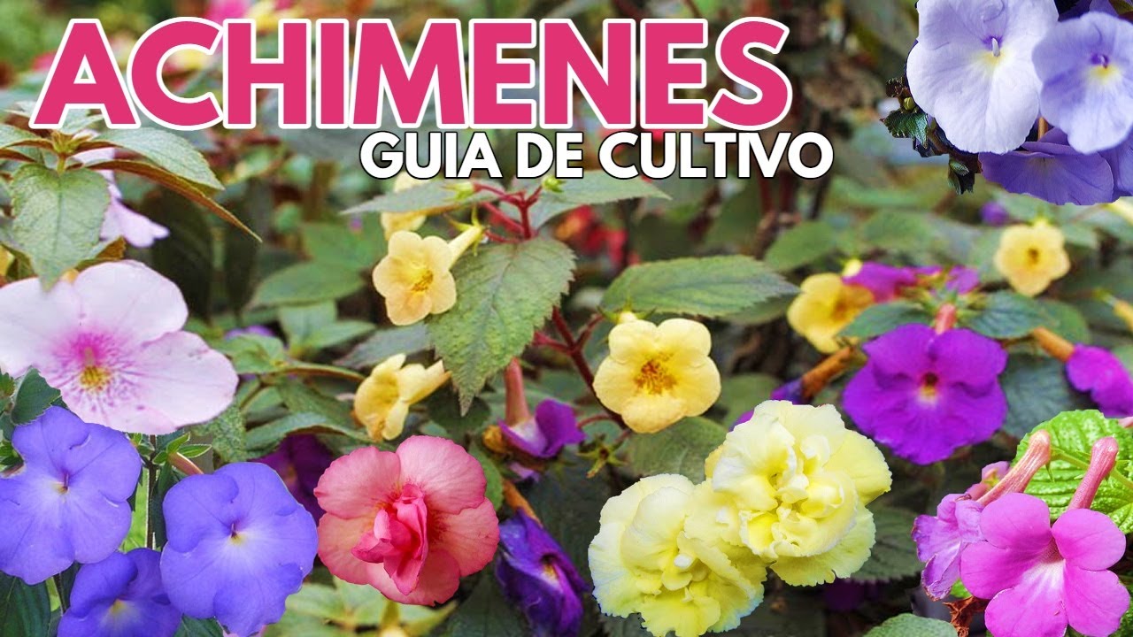 achimenes guia de cuidados CHUYITO JARDINERO