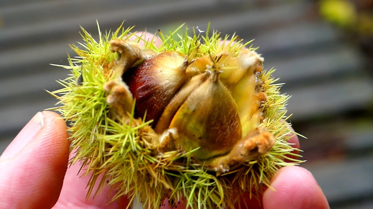 Esskastanien (Maronen) kochen | 6 Fakten zum Superfood aus dem Wald