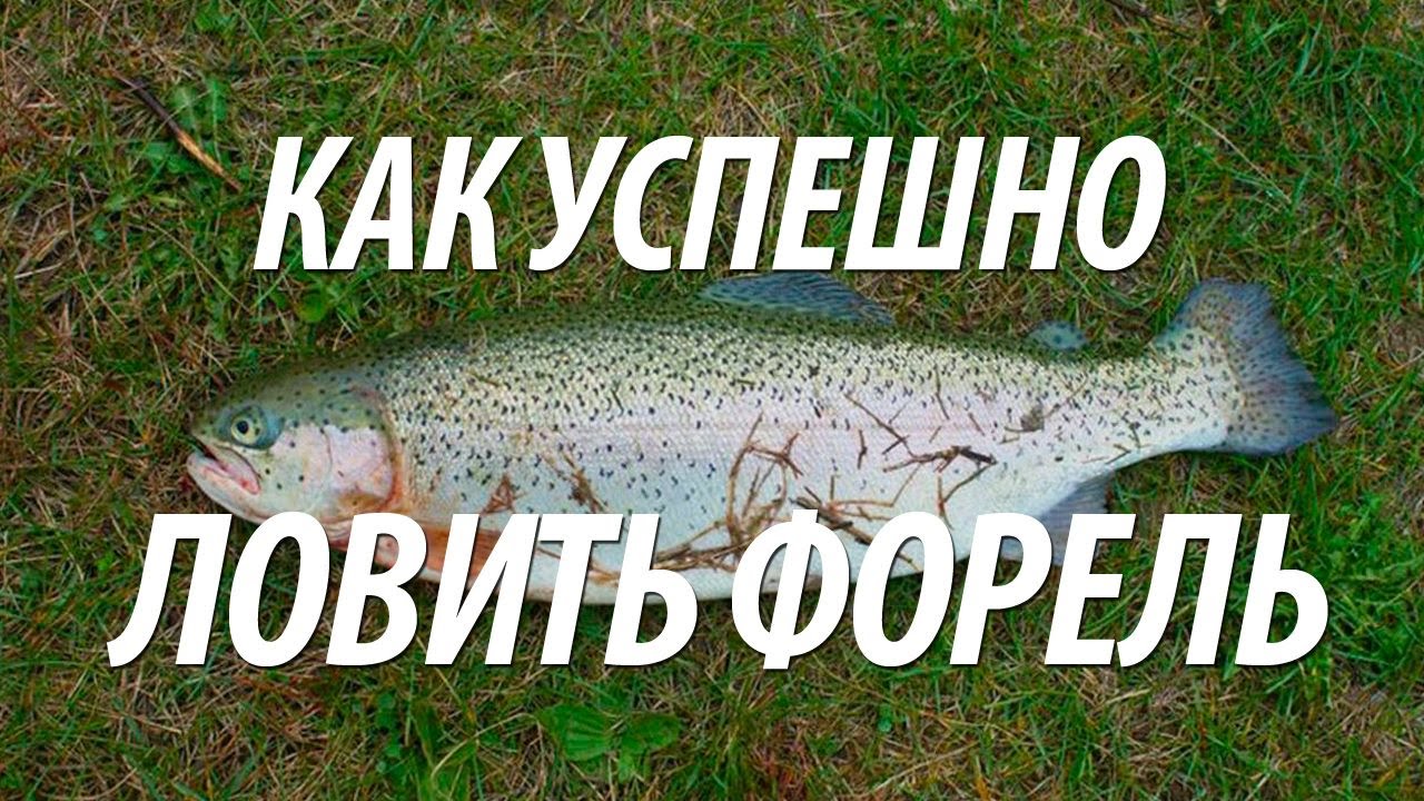 ЛОВЛЯ ФОРЕЛИ НА БОМБАРДУ. КАК УСПЕШНО ЛОВИТЬ ФОРЕЛЬ НА ПЛАТНОЙ РЫБАЛКЕ