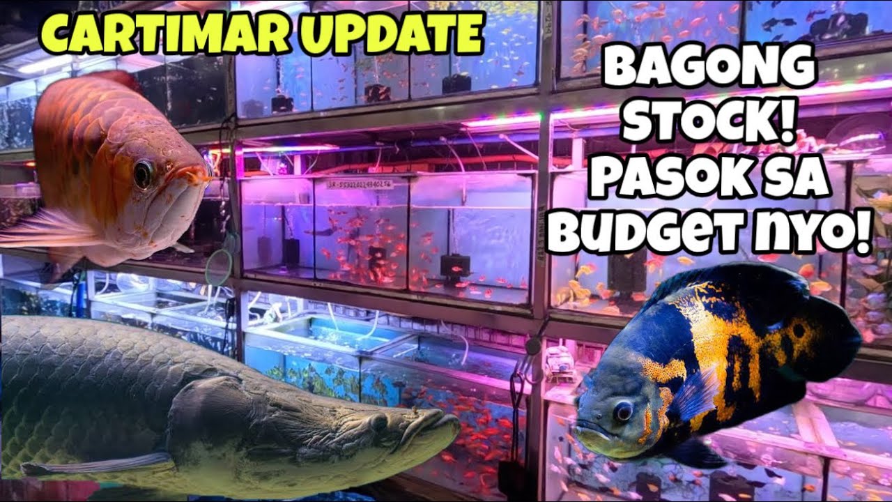 CARTIMAR LATEST FISH UPDATES: BAGONG STOCKS!!MONSTER FISH ..COMMUNITY FISH NA PASOK SA BUDGET NYO!😱