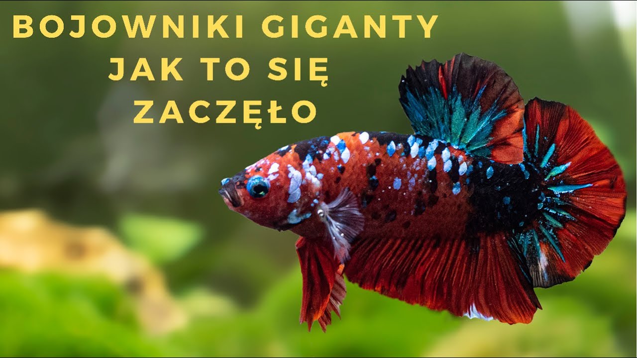 Bojowniki Giganty, skąd się wzięły i jak je hodować 🦍