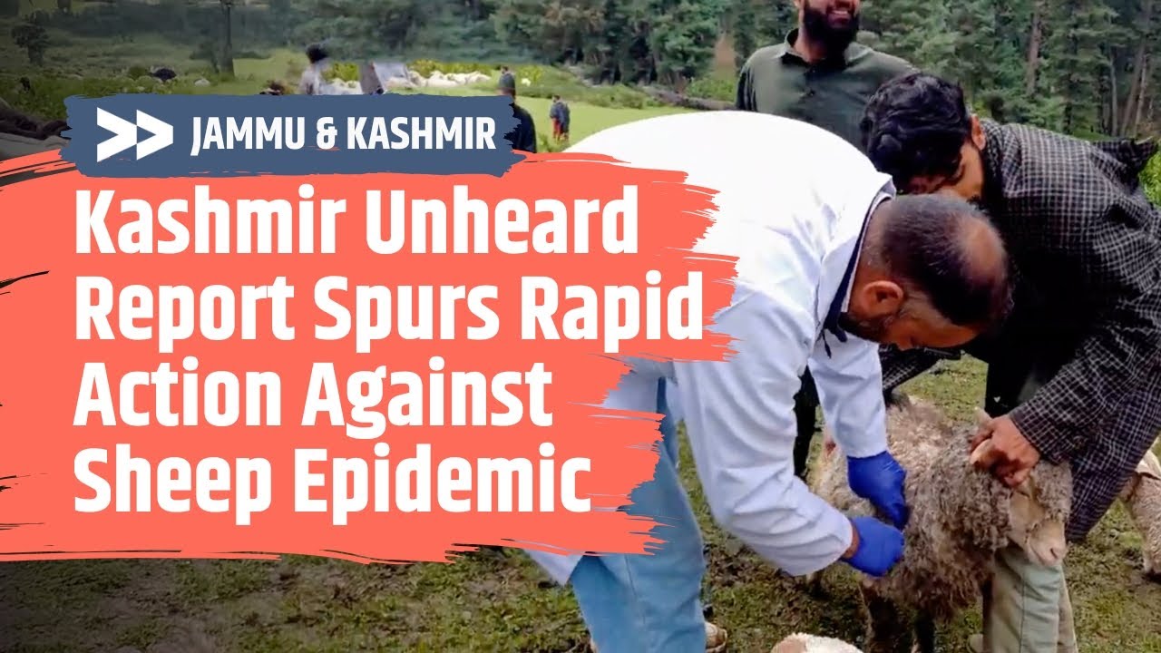IMPACT | Kashmir Unheard Report Spurs Rapid Action Against Sheep Epidemic in Budgam