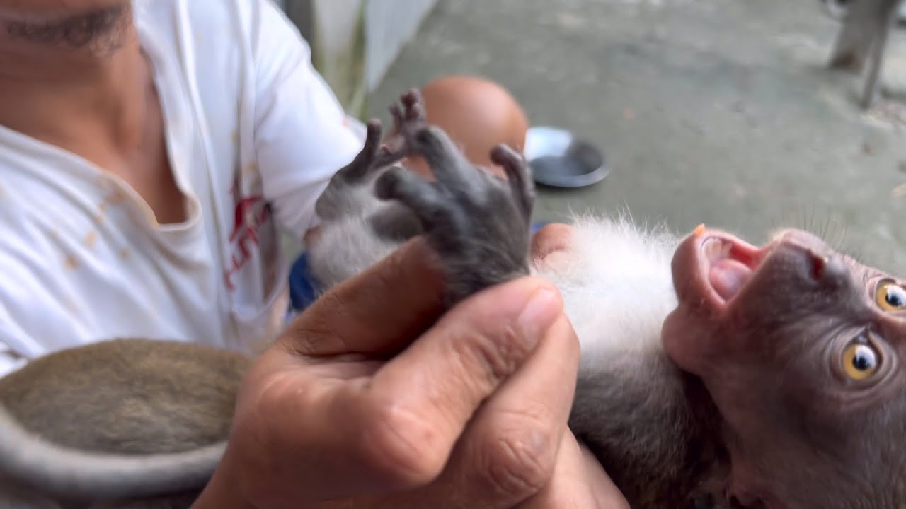Robin the little monkey with a broken tail and only 3 fingers survived death