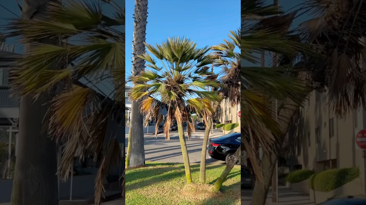 Oh LOOK a Palm TREE 🌴 #TheManniiShow.com/series