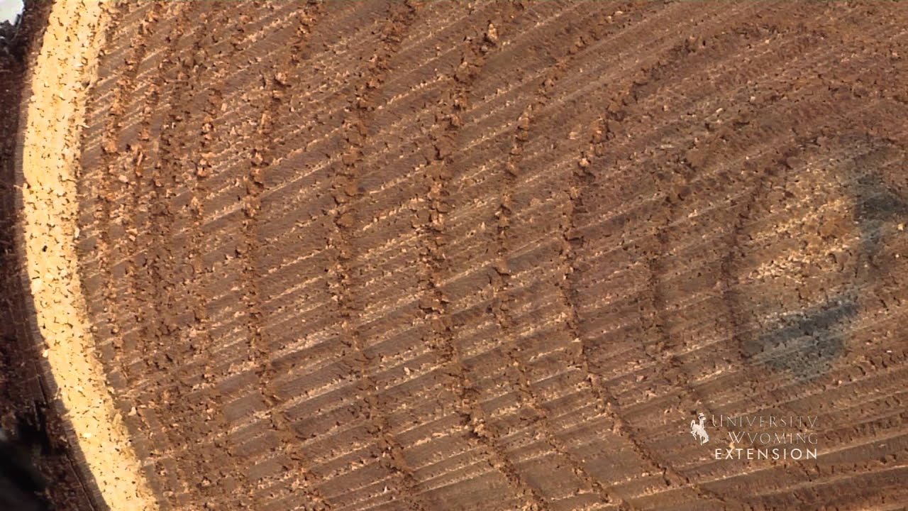 Tree Rings