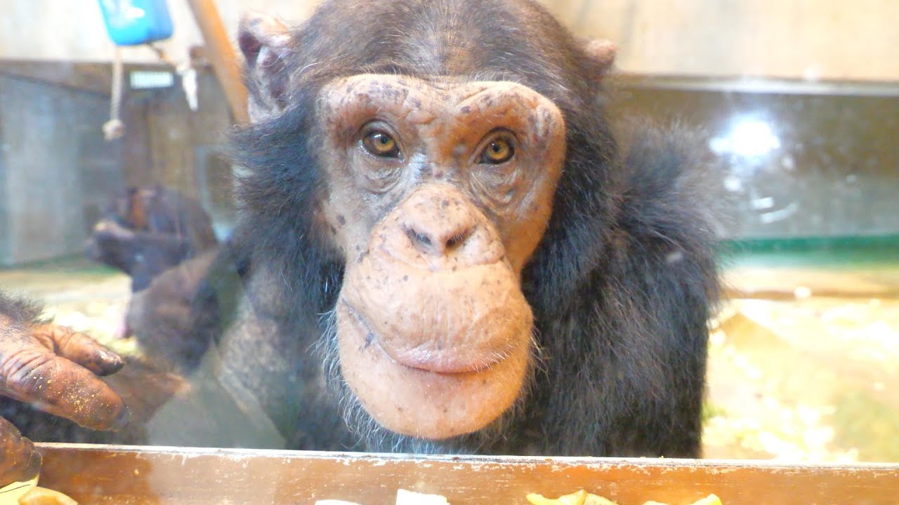 コースケの食事とディスプレイ（Kohsuke's meal and display）　旭山動物園　チンパンジー　202306
