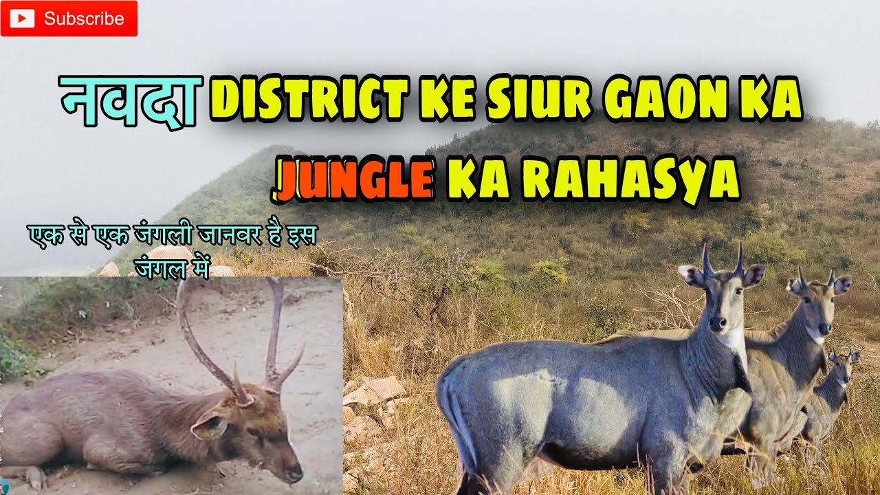 नवदा district Siur ka Jungle bhaut he khubsurt hai | ek se ek janwar hai is jungle me | | bunty vlog
