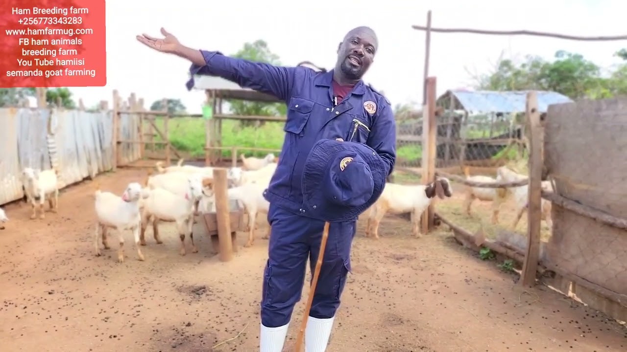 Animals farming requirements ( what kind of water do u need for goats )start goating farming 3