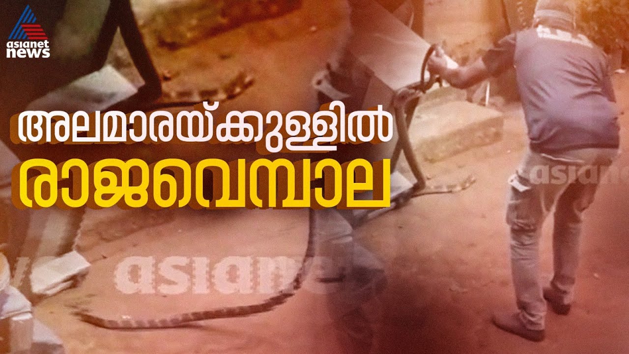 കോട്ടയത്ത് വീട്ടിലെ അലമാരയിൽ രാജവെമ്പാല; വനംവകുപ്പെത്തി പാമ്പിനെ പിടികൂടി