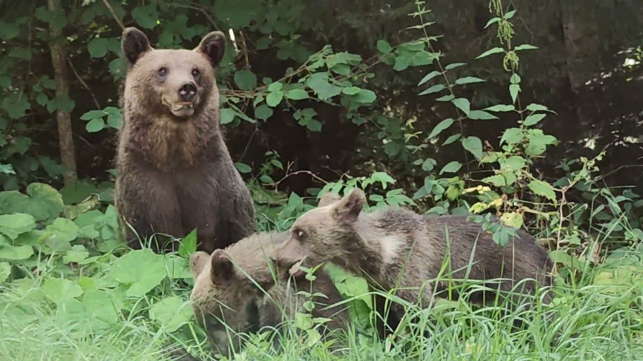 SENZAȚII TARI PE TRANSFĂGĂRĂȘAN CU URȘII🐻🐻🐻🐻🐻🐻