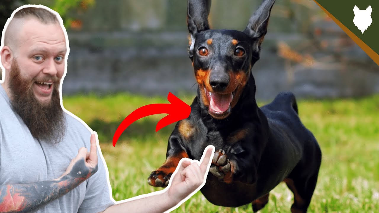 BEST PRODUCTS FOR YOUR DACHSHUND