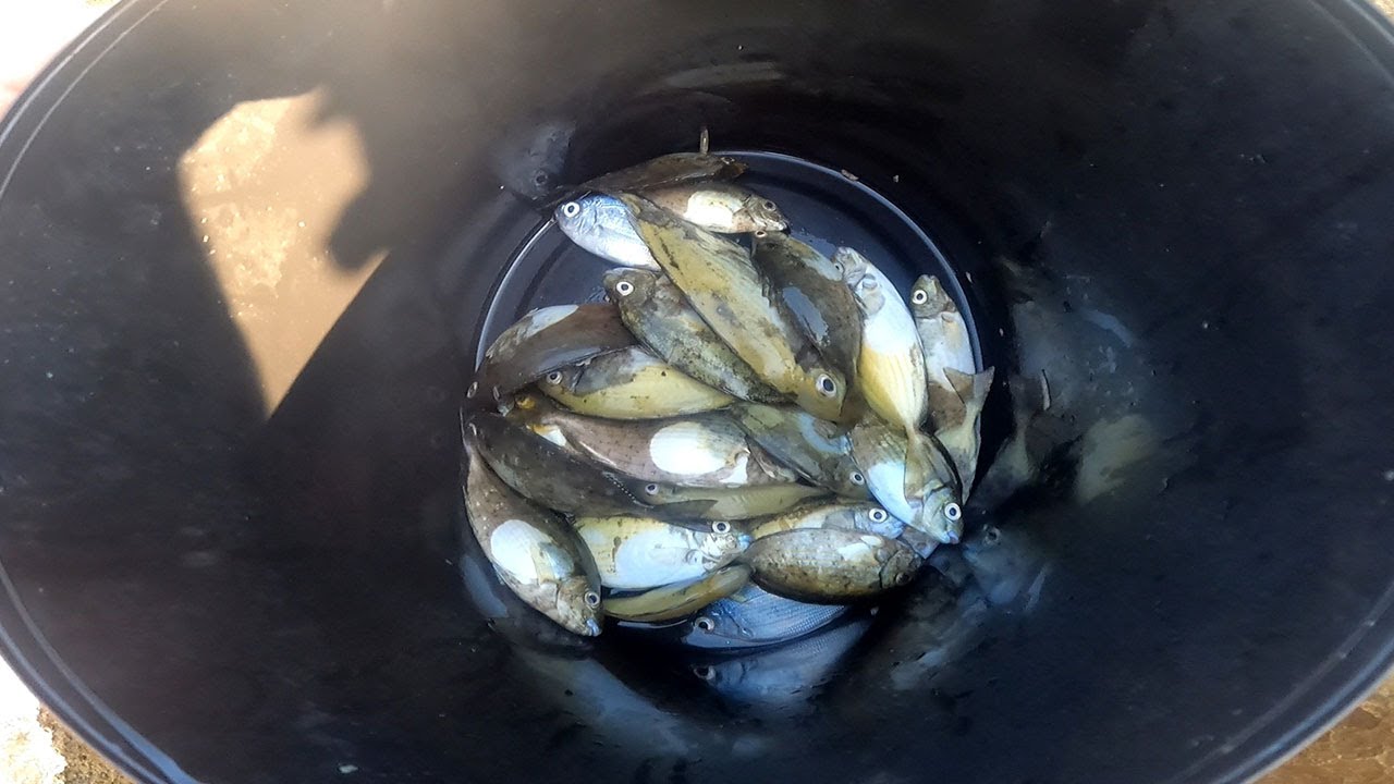 23/07/2022 KIBRIS SOKAN (SOKAR) AVI SIGANUS RIVULATUS κουρκούνες FISHING IN CYPRUS