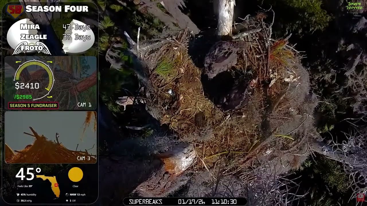 🦅Yesterday at SuperBeaks | Jan 19, 2026 - Mira tries a bit of self feeding!👀& more stuffed crops🐟!