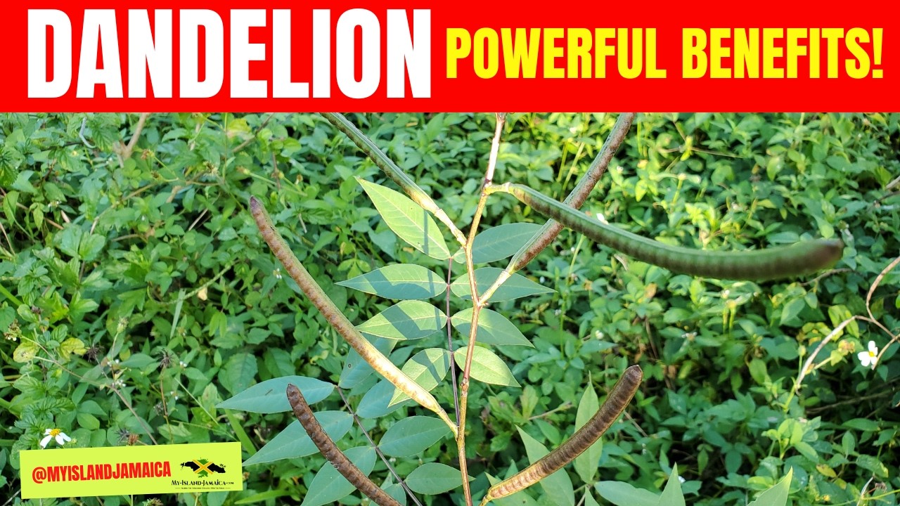 🌿Jamaican Dandelion: A NATURAL Fighter Against Diabetes & Hypertension! 🇯🇲