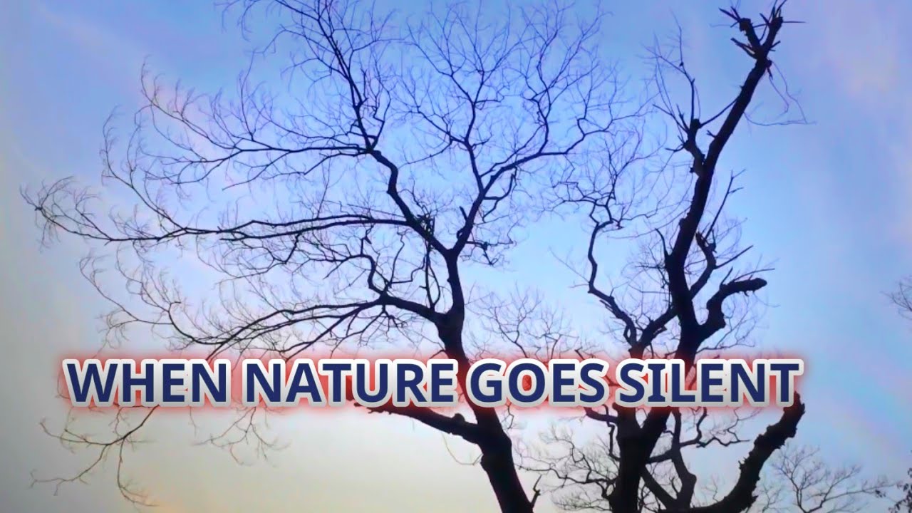 গ্রামের বিকেল ও পাতাহীন গাছ | Rural Nature, Silence & Soul