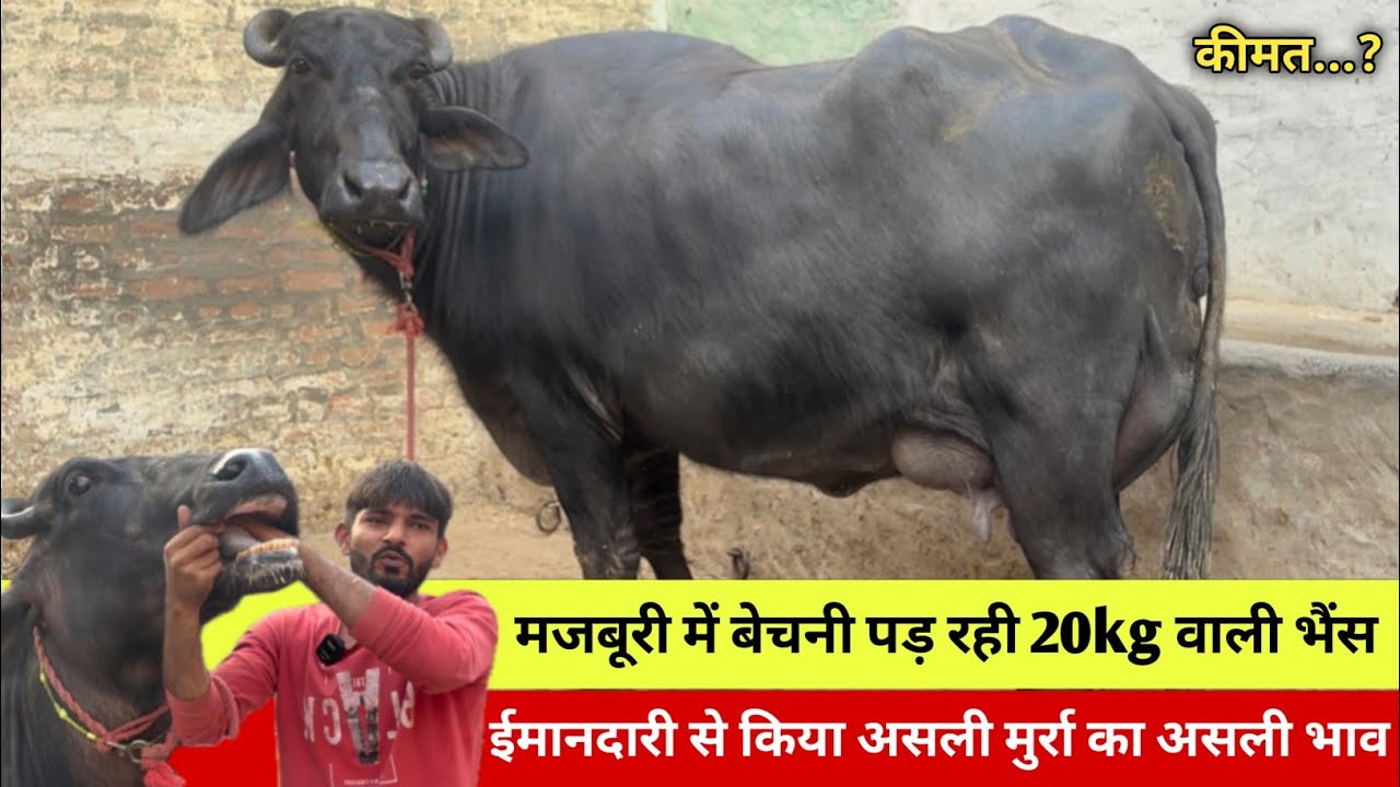 🔴मजबूरी में बेचनी पड़ रही 20kg वाली भैंस-असली मुर्रा का असली रेट।। SOMBIR📞7027663615,9728007987.