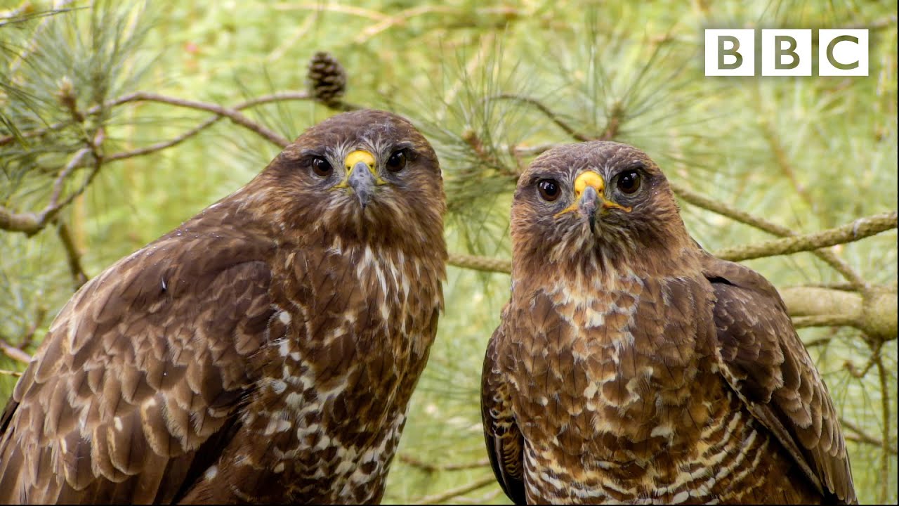 Live Springwatch: Day 9 🌦 2021 🐣 BBC