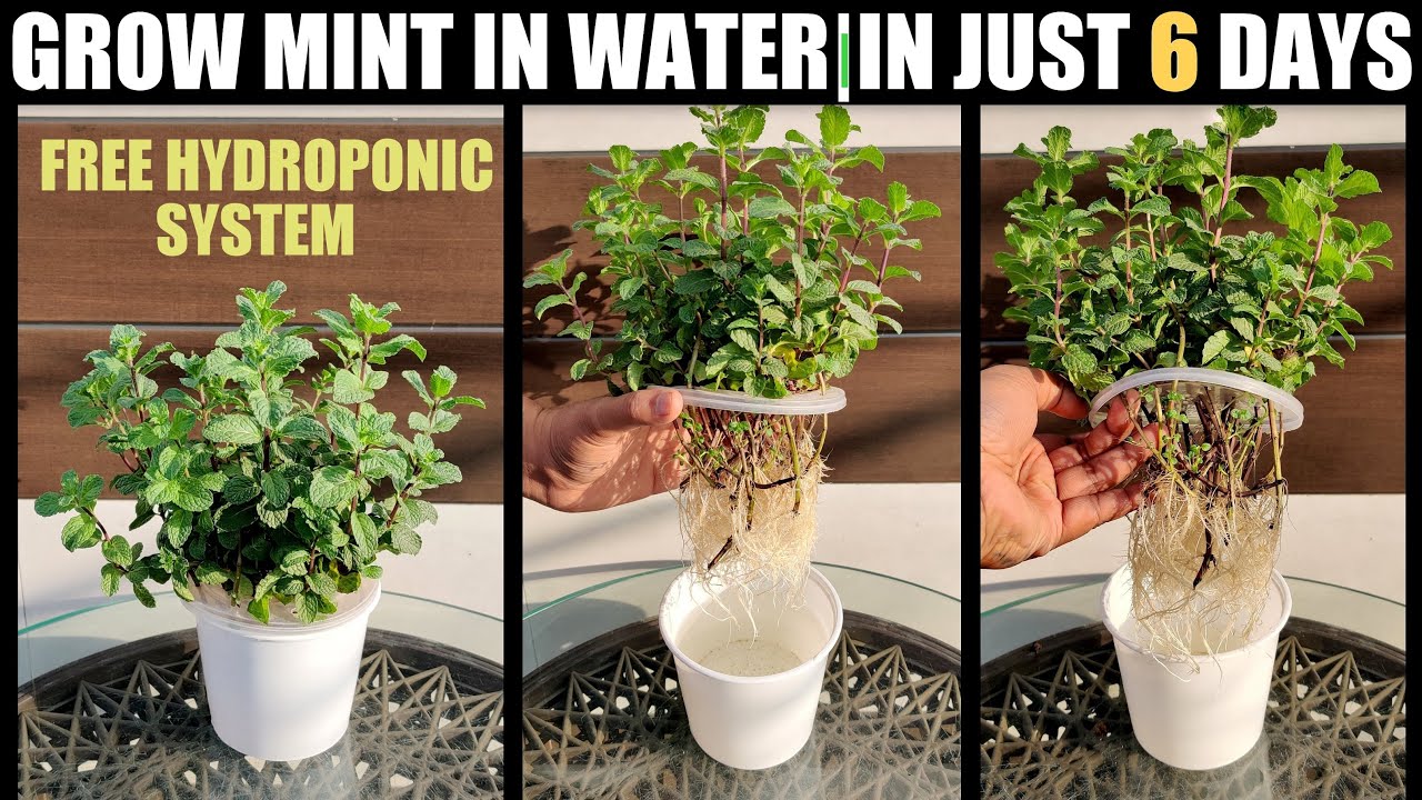 Grow Mint in Water | COST FREE HYDROPONICS